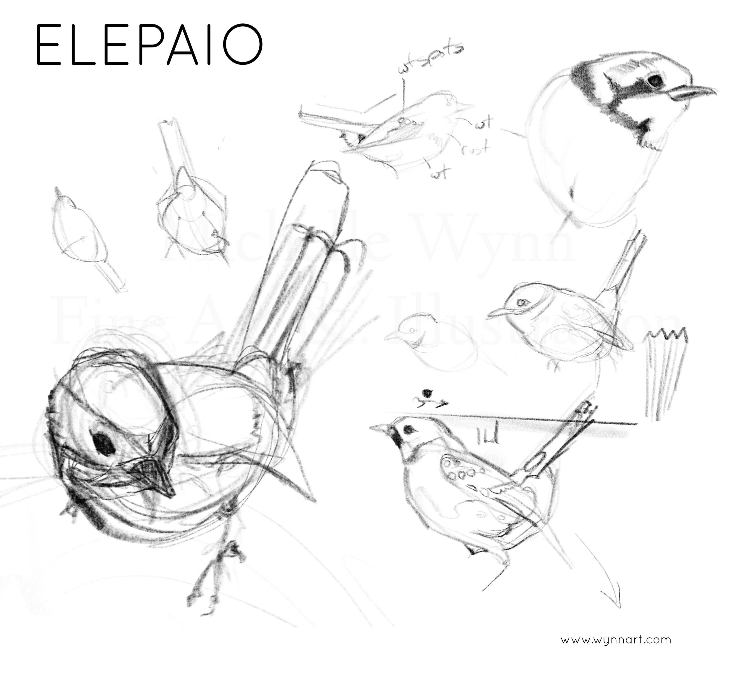 Quick sketches of the elepaio.