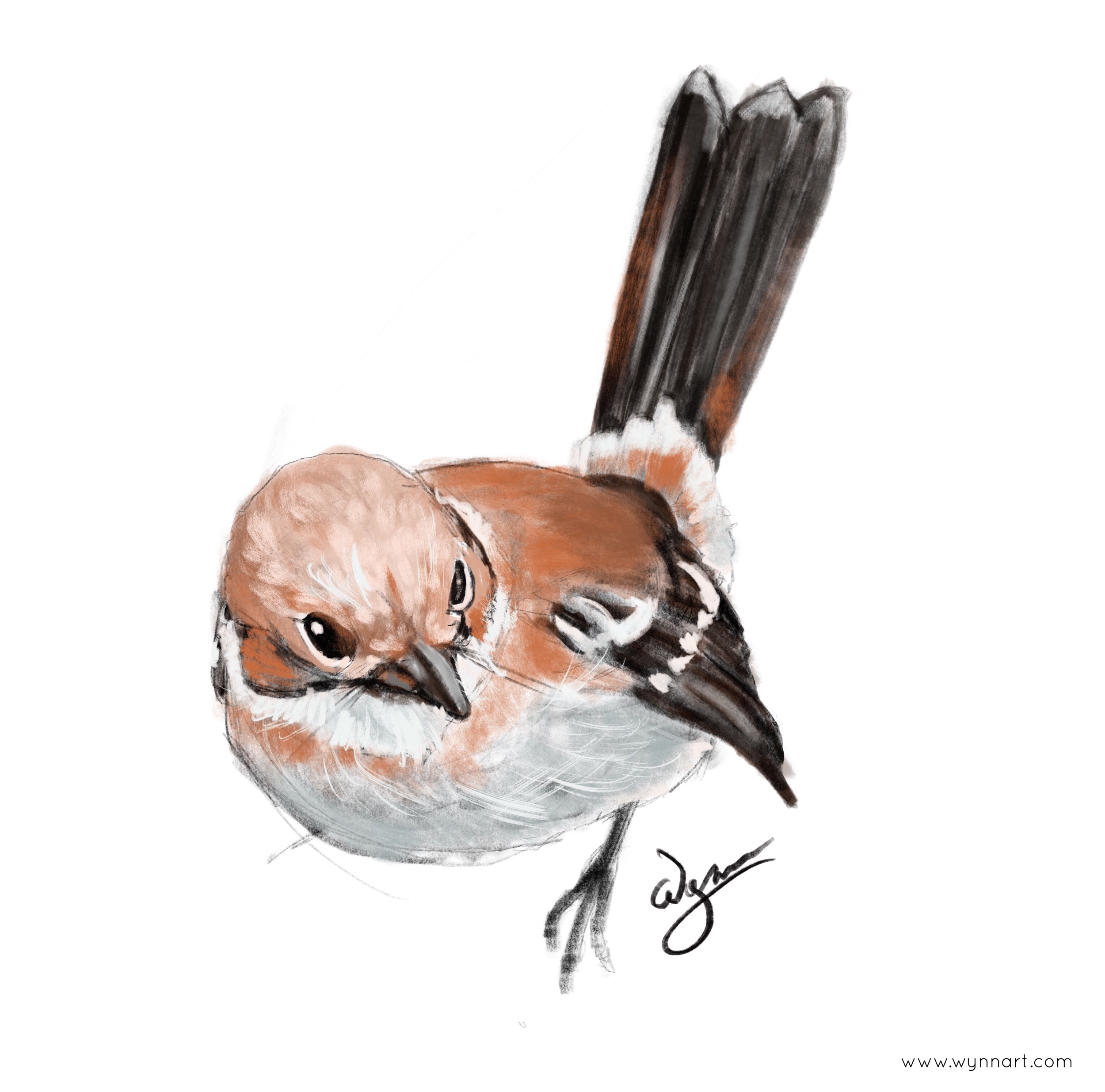Color study of an elepaio in Procreate.