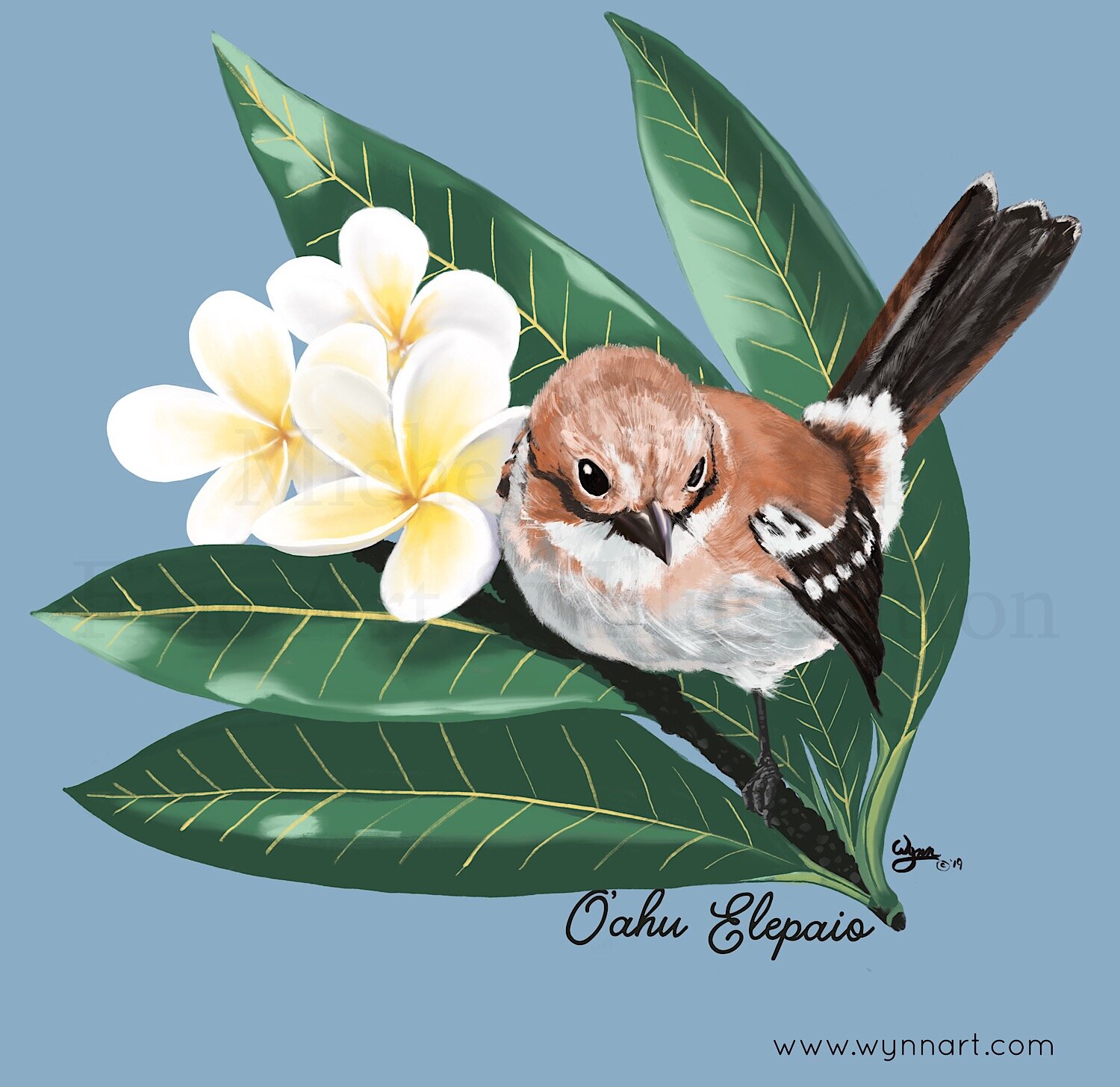 O’ahu Elepaio