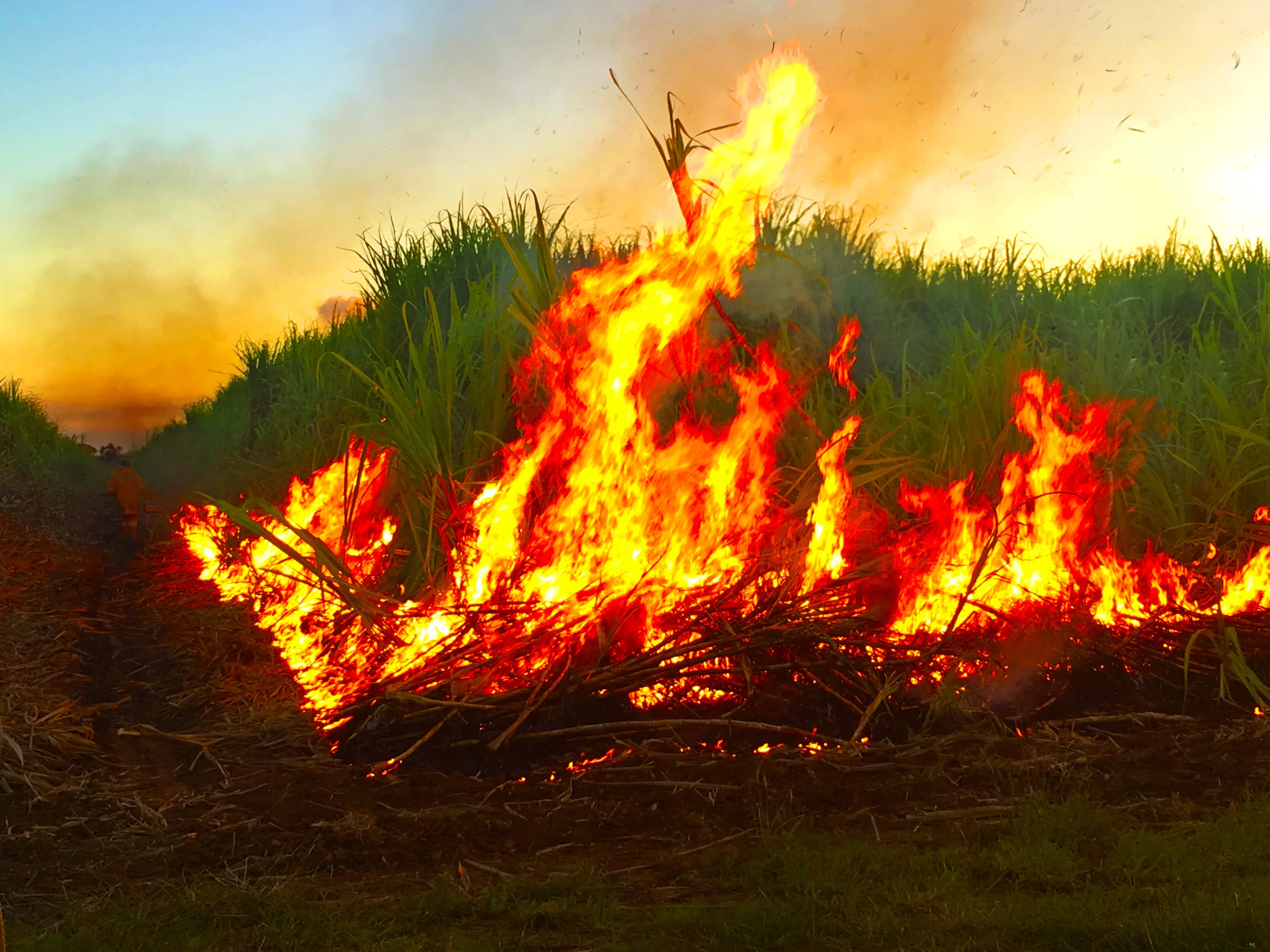 2016-07-30 cane fire.jpg