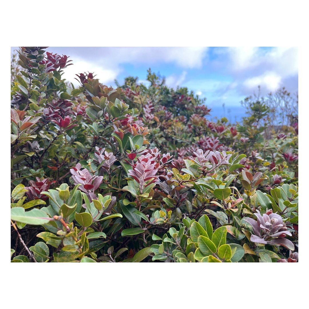 A sea of liko lehua 😍 
Imagine the lei you could make with this!

Swipe to see this shot #behindthescenes 

liko
1. nvi. Leaf bud; newly opened leaf; to bud; to put forth leaves. Fig., a child or descendant, especially of a chief; youth. Cf. ʻōhua l