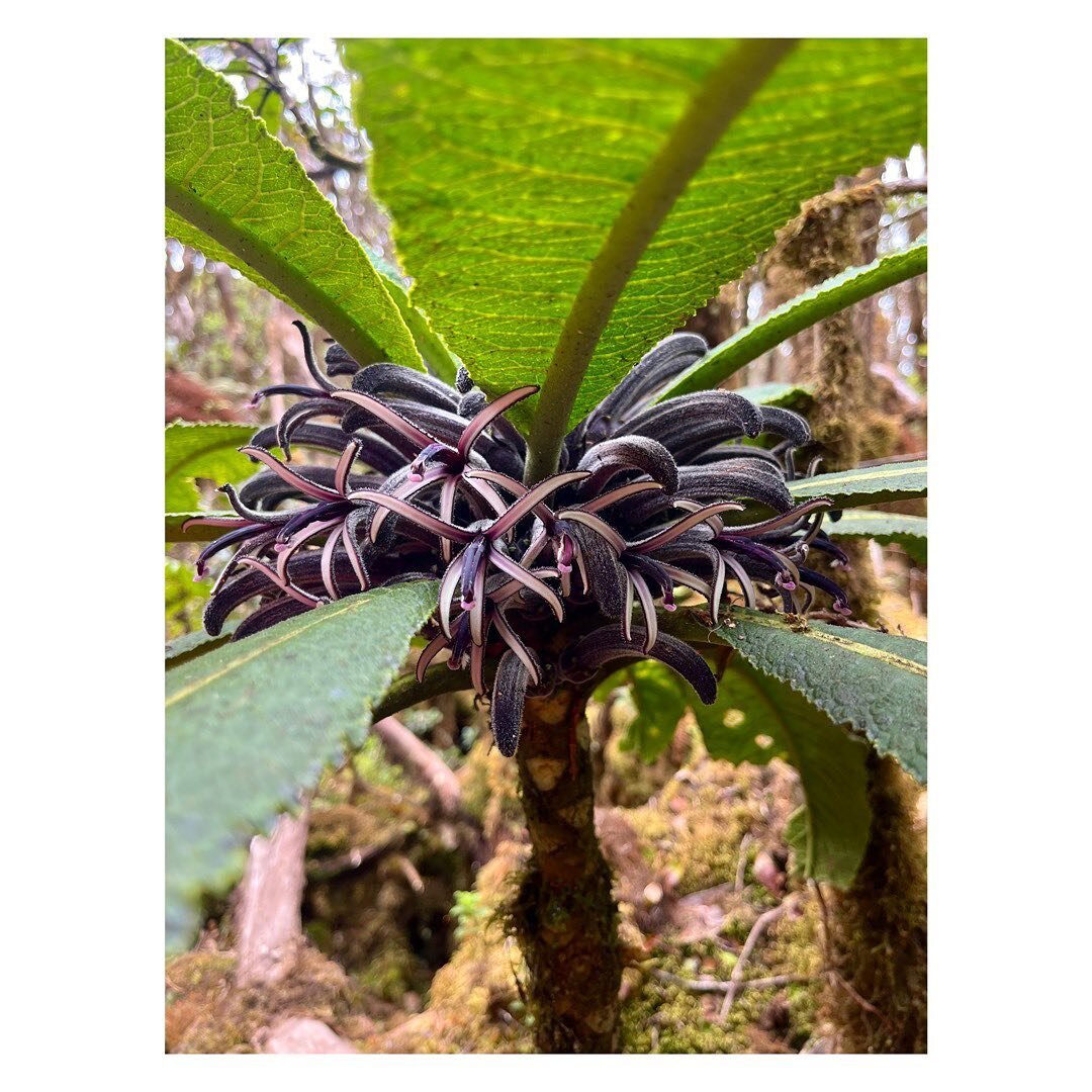 Hāhā, no joke. This is Cyanea macrostegia, whose Hawaiian name is hāhā 😁

There are around three dozen species of hāhā that grow across our pae ʻāina, and all of them are endemic to our islands. Moreover, some species, like this one, are endemic to 