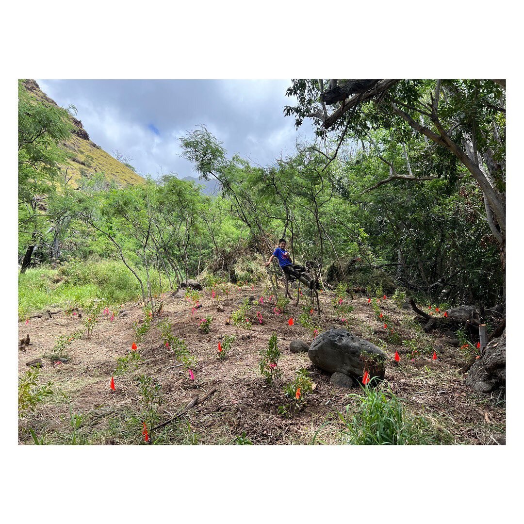 What better a way to celebrate #nativehawaiianplantmonth than by planting native Hawaiian plants!

This ʻohana worked hard to clear a bunch of haole koa and buffer grass before planting nearly 100 #ʻaʻaliʻi and #ʻiliahialoʻe babies. This brings us ve