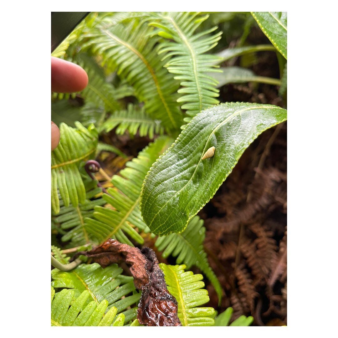Whenever you have nice native forest, you get lots of nice native other stuff, too!

This fully textured leaf you see belongs to kanawao, which is Hawaiʻi&rsquo;s endemic hydrangea. Kanawao are special in many ways, culturally and ecologically: their