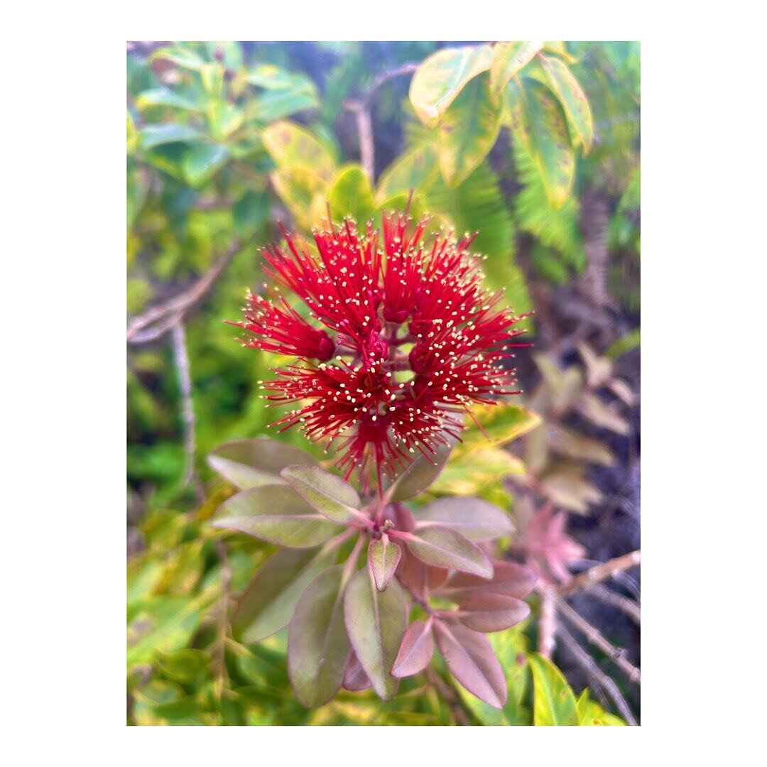 He uʻi maoli nō, a beauty indeed

Throughout moʻolelo, ʻōlelo noʻeau, mele, and hula, the most beautiful, desirable, and oftentimes unreachable wāhine are referred to as pua lehua in full bloom. When you see a specimen like the one in this picture, i