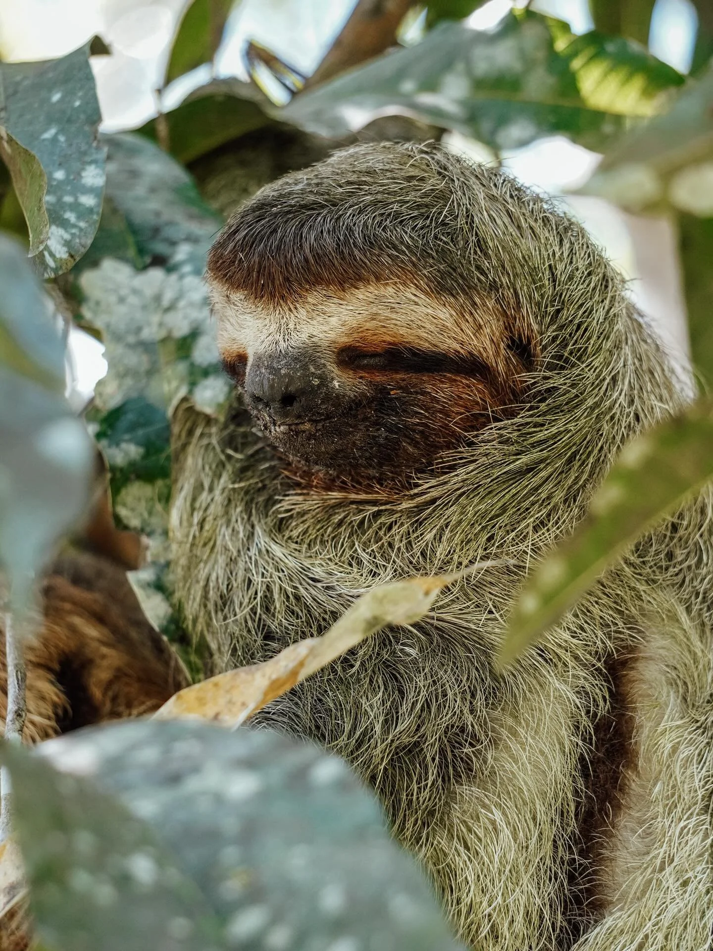I used to say elephants were my favorite animal. Then I spent an hour watching this sloth chill in a tree in Costa Rica. It moved maybe 6 inches&hellip; and yet somehow stole my heart (and an afternoon).

#costaricawildlife #slothspotting #wildlifewa
