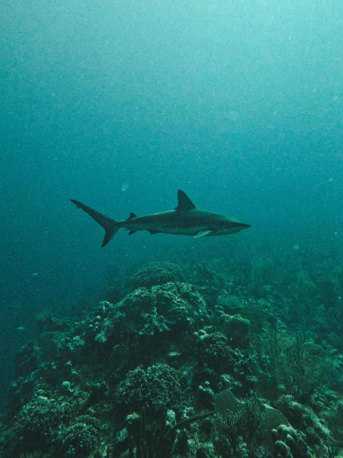Just me, 50 feet down, and a shark who couldn&rsquo;t care less I was there.

#divelife #sharksighted #blacktipreefshark #belizediving #belizebarrierreef