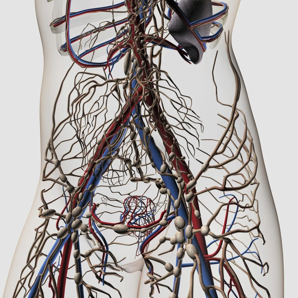 lymphatic vessles .jpg