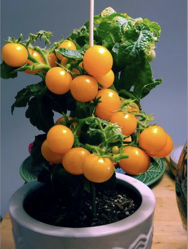 Pinocchio Orange.png