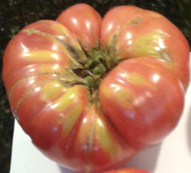 Art Zaino's Centenarian for site.png