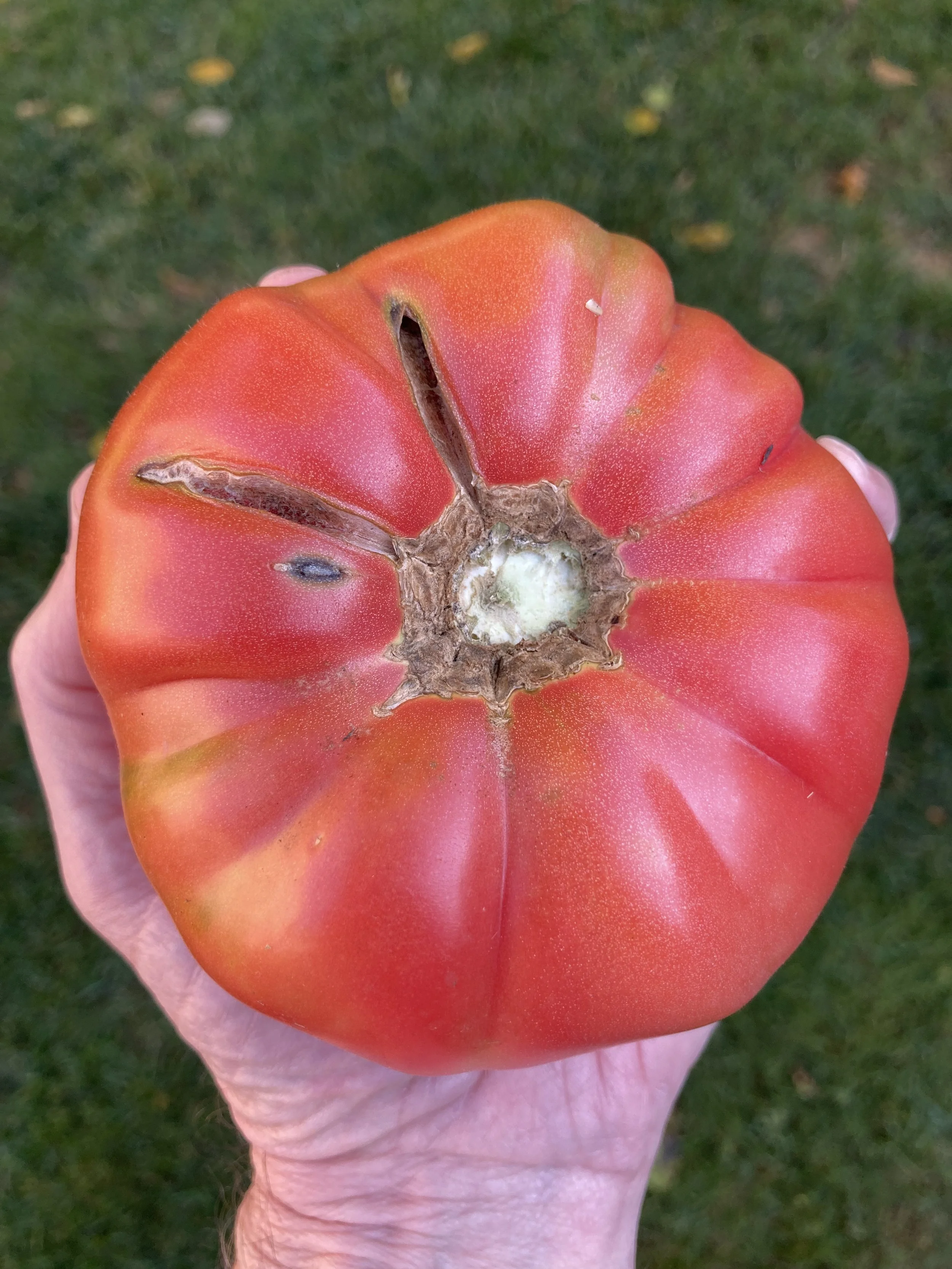 Art Zaino's Centenarian.jpeg