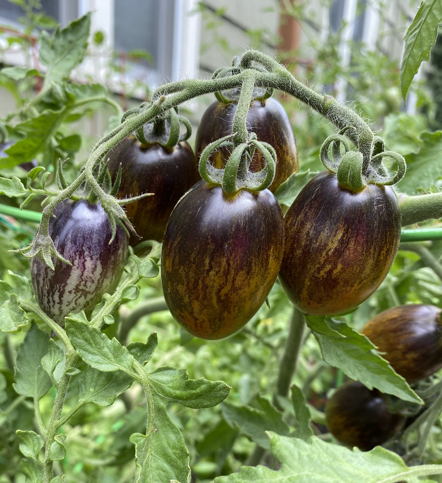 Atomic Grape, #2.png