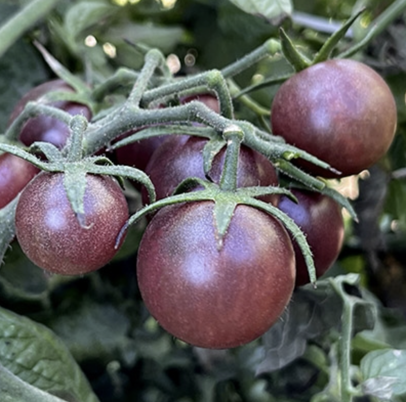 Black Cherry TF#!.png