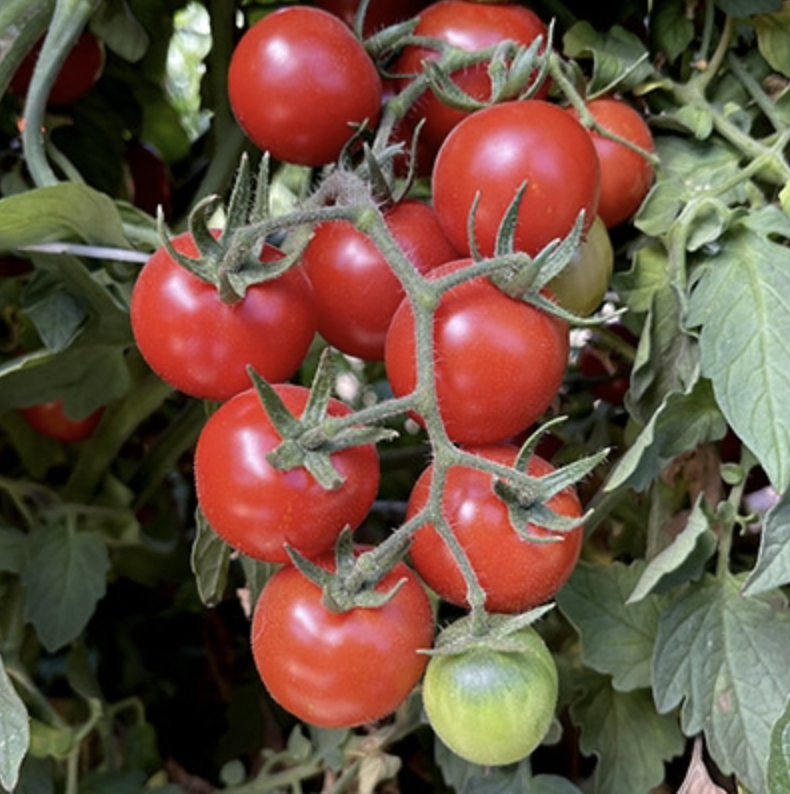 Chadwick Cherry, #2.png