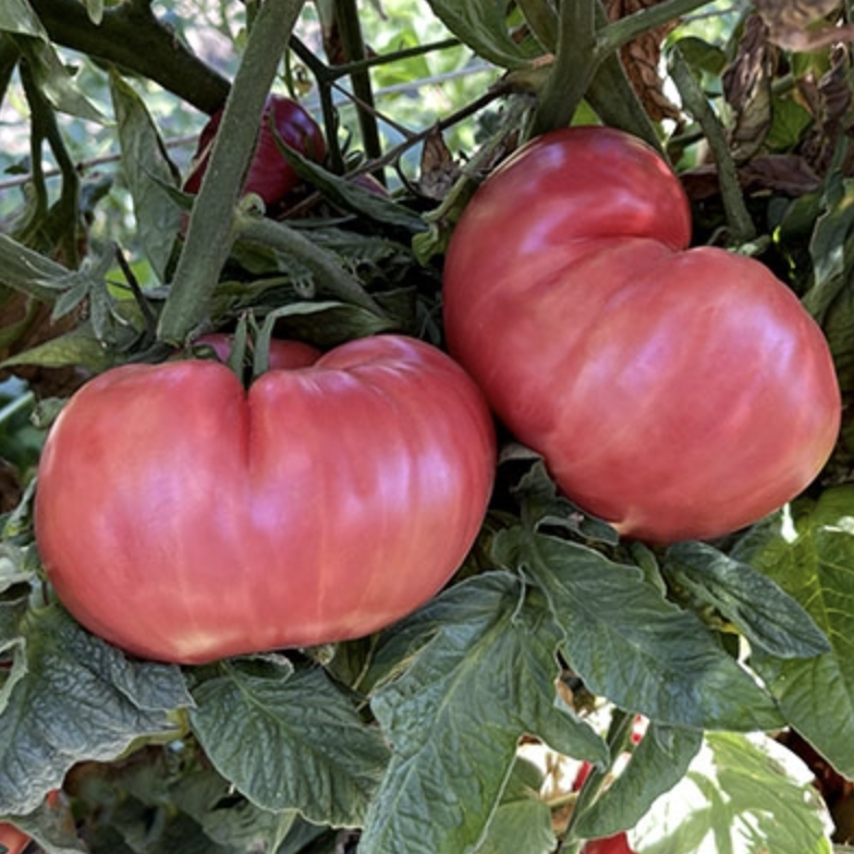 German Johnson, #2.png