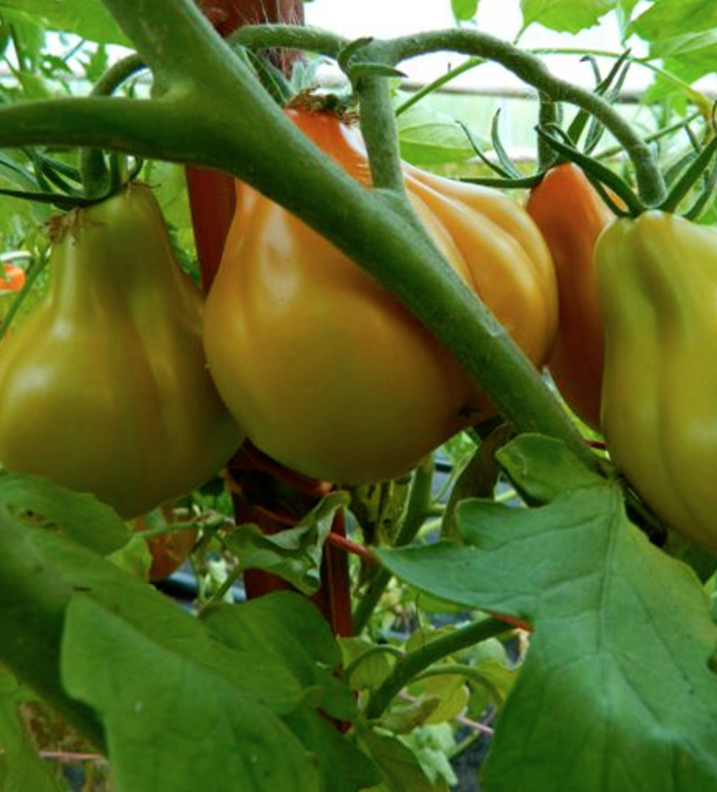 Italian Red Pear, #4.png