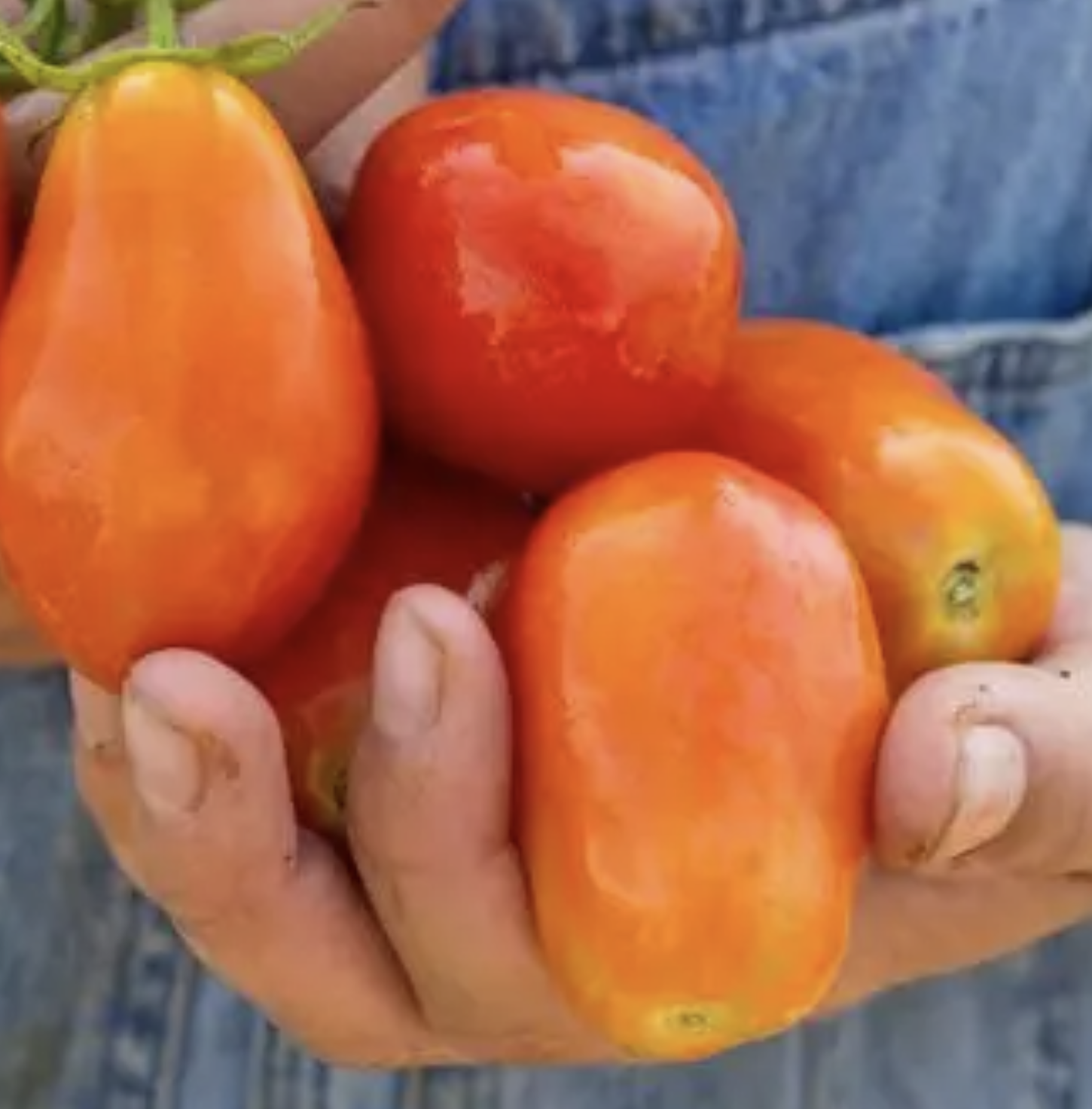 Martino's Roma, #2.png