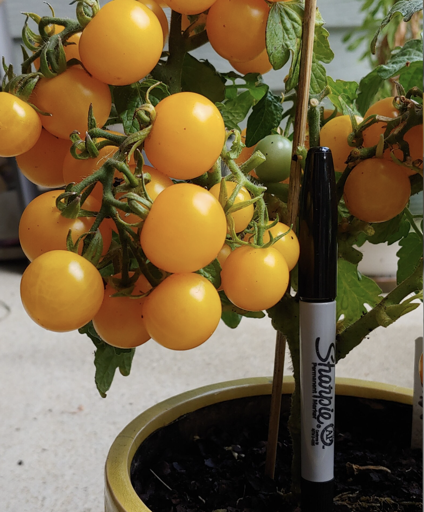 Monetka Micro, #2.png