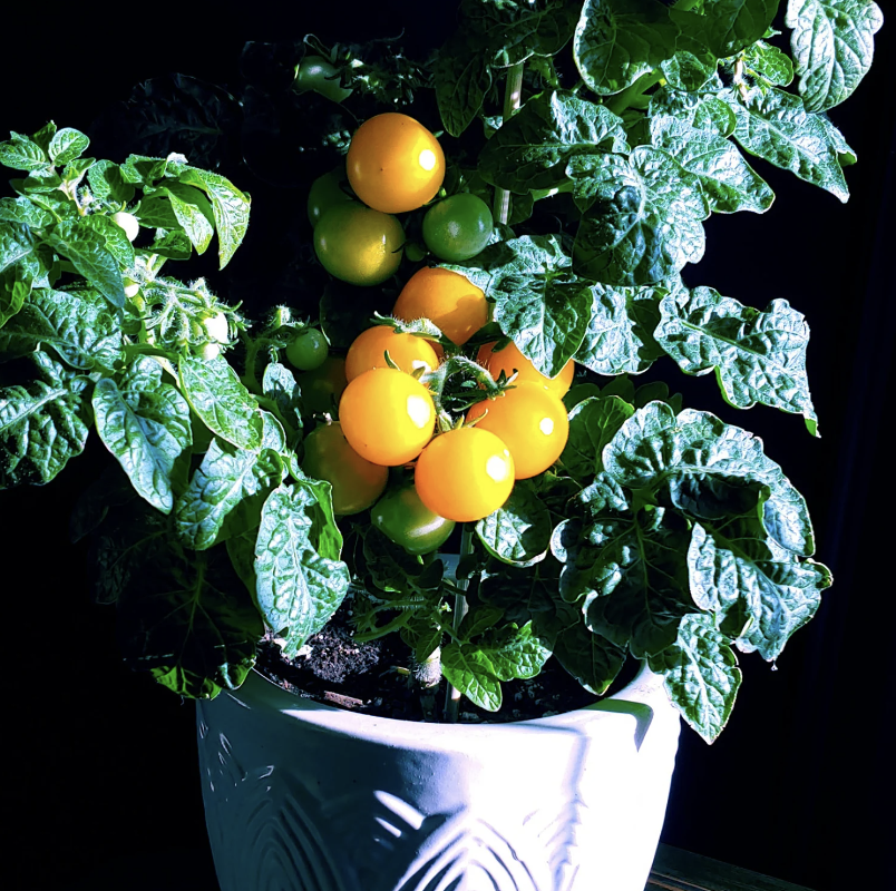 Pinocchio Orange, #2.png