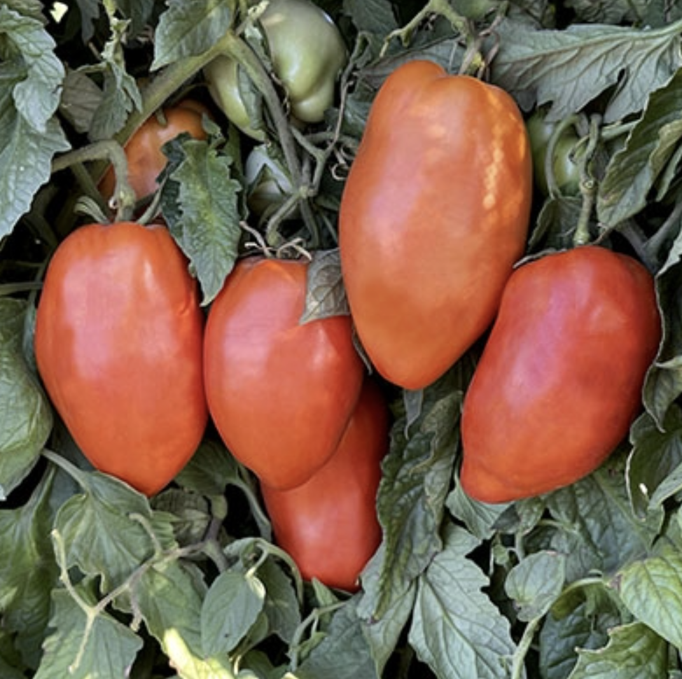 San Marzano Redorta, #2.png