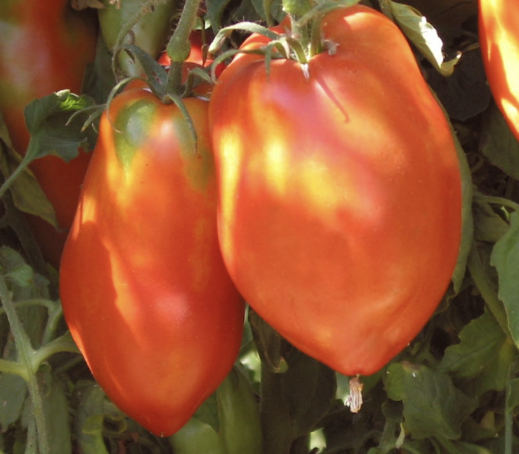 San Marzano Redorta, #3.png