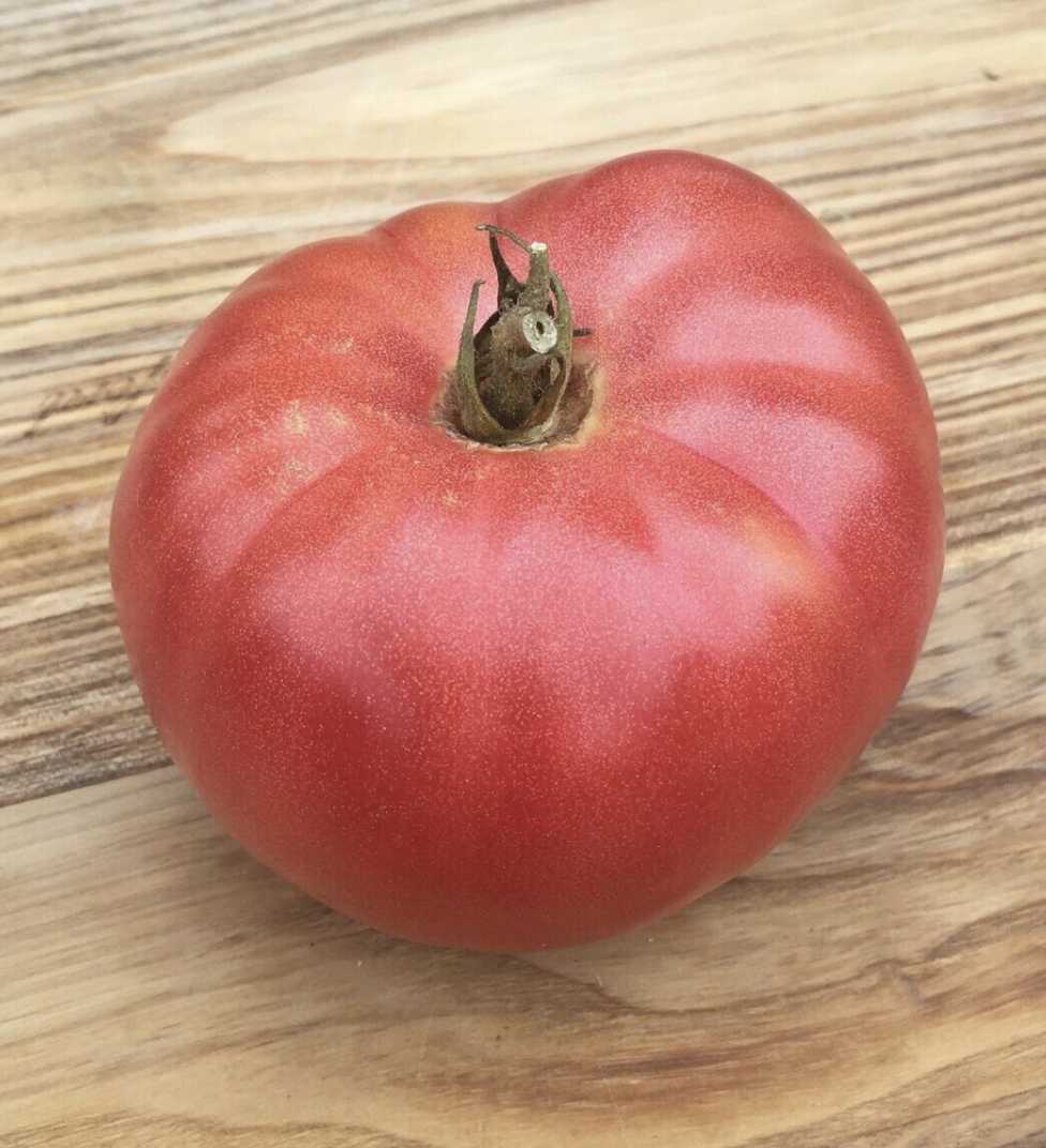 Sweet Adelaide, #2.png