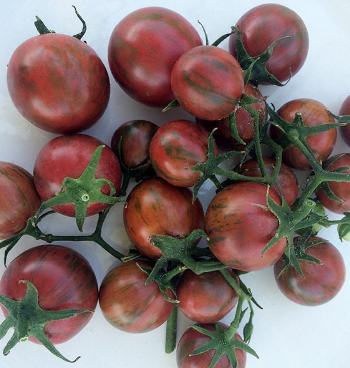 Purple Bumblebee, #3.png