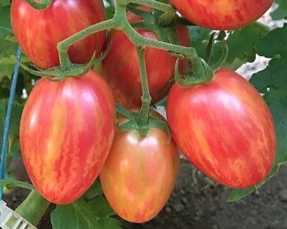 Taste Patio (Determinate)