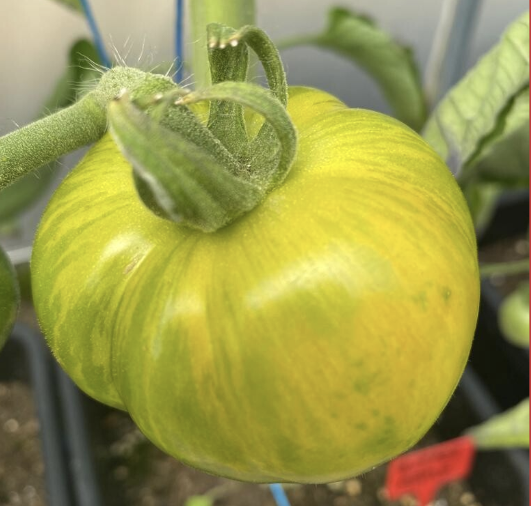 Butter Apple, #2.png