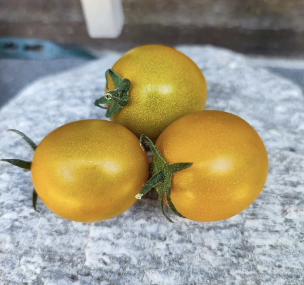 Hoosier Outlaw Green, #1.png