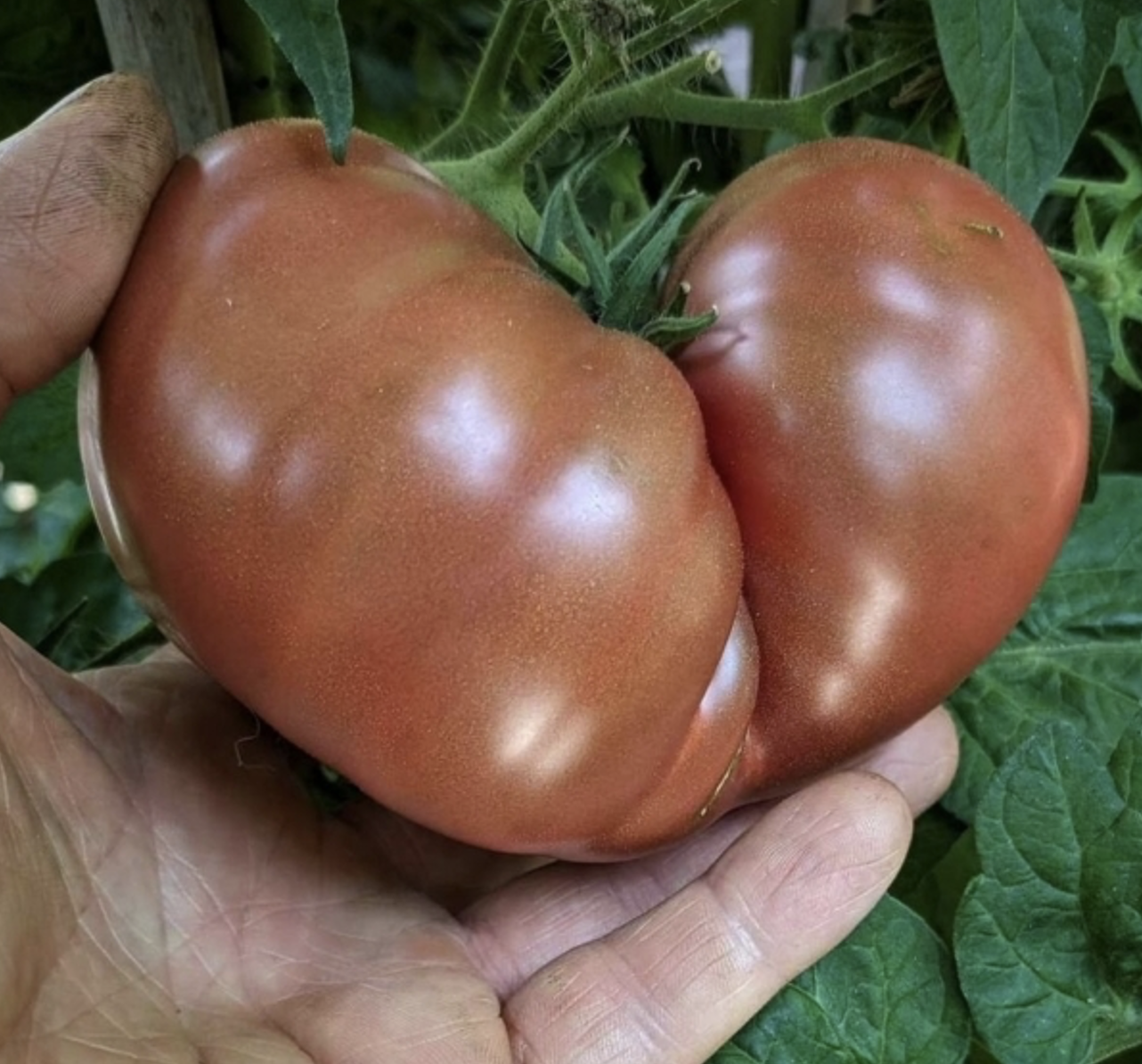 Nano's Meatball, #4.png