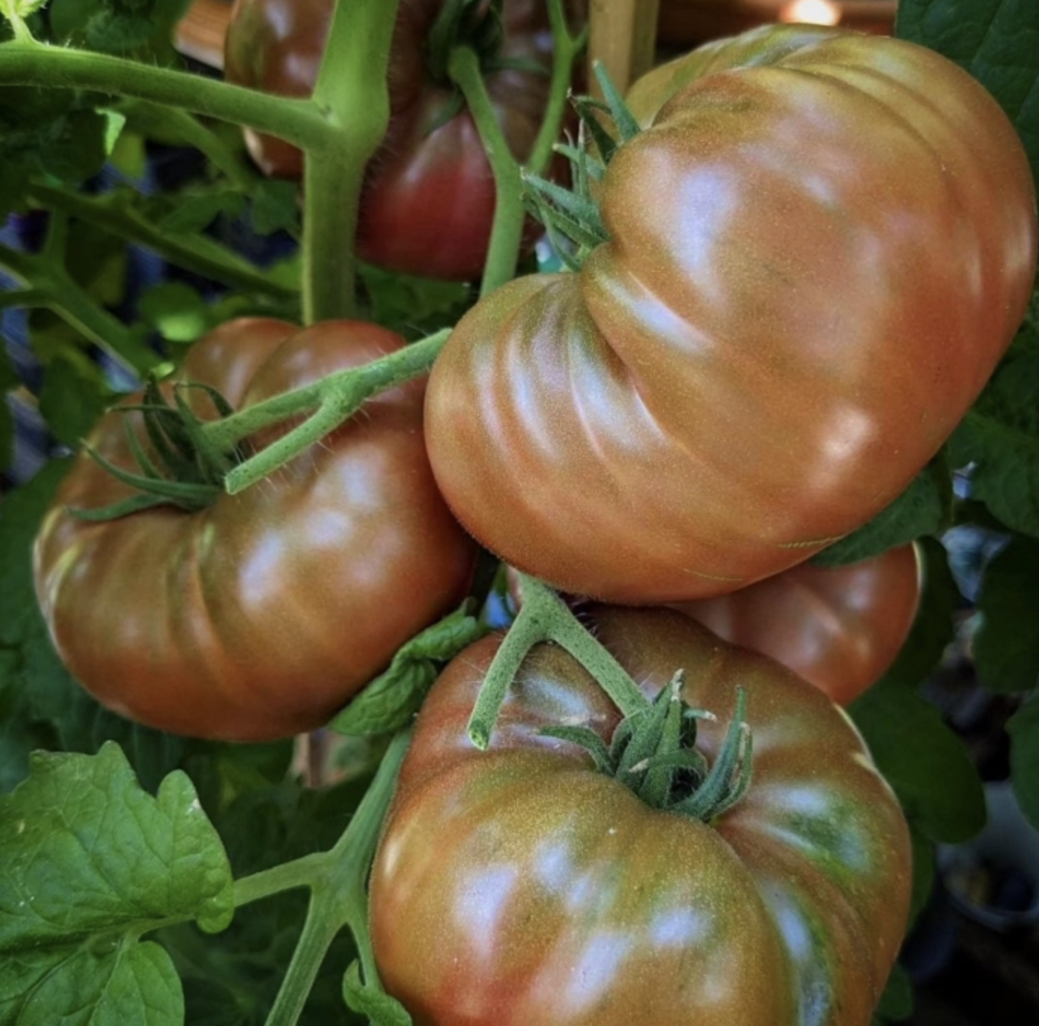 Nano's Meatball, #3.png