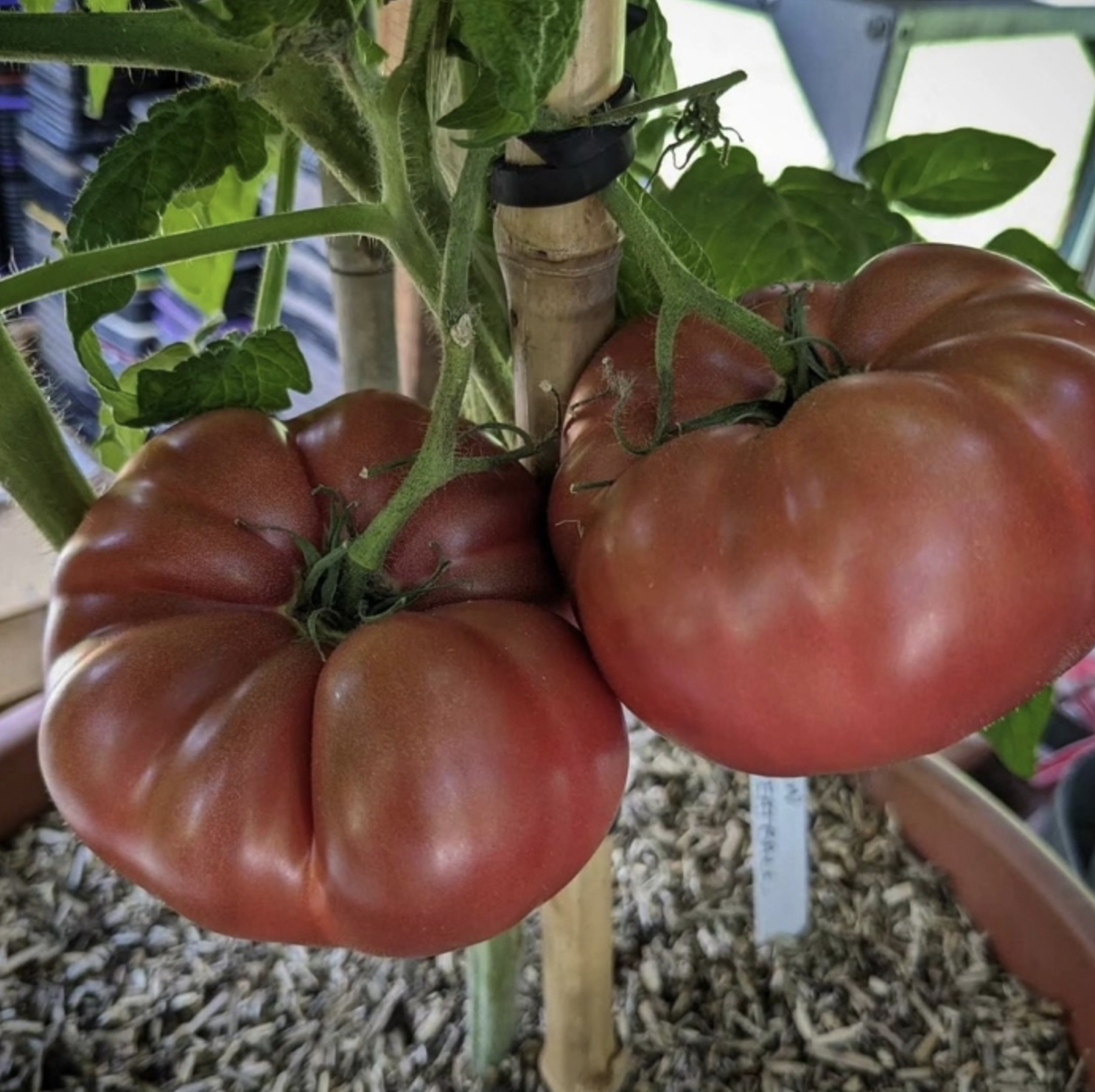 Nano's Meatball, #2.png