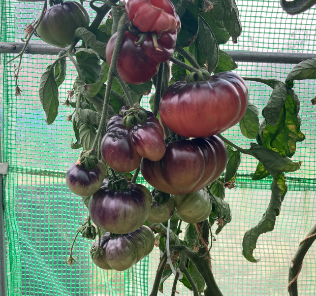 Screen Shot 2024-06-23 at 10.20.54 AM.png