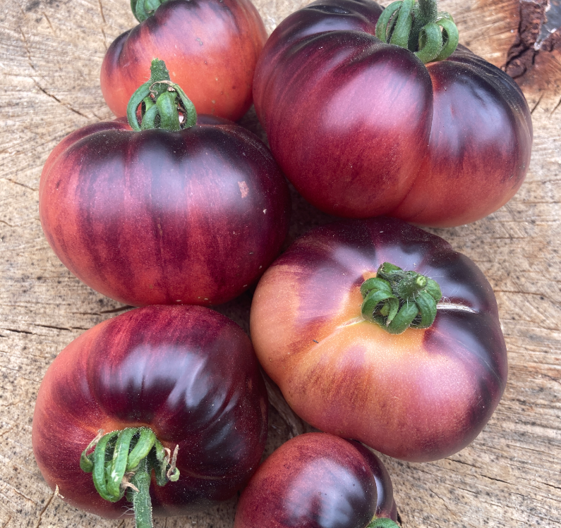 Screen Shot 2024-06-23 at 10.21.12 AM.png