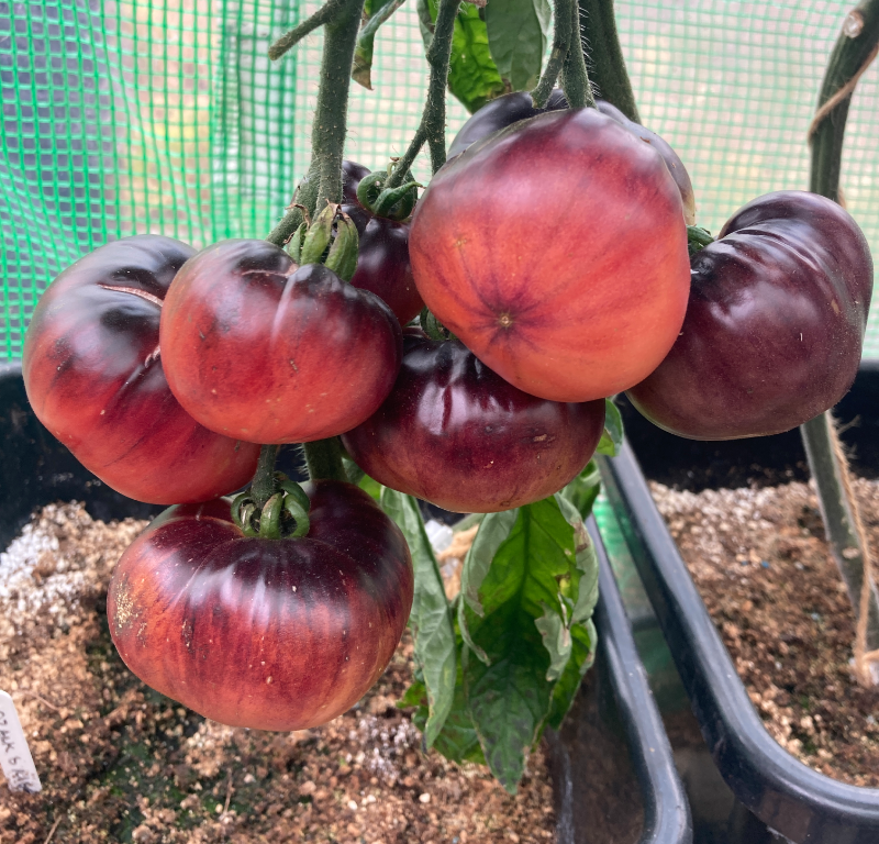 Screen Shot 2024-06-23 at 10.21.22 AM.png