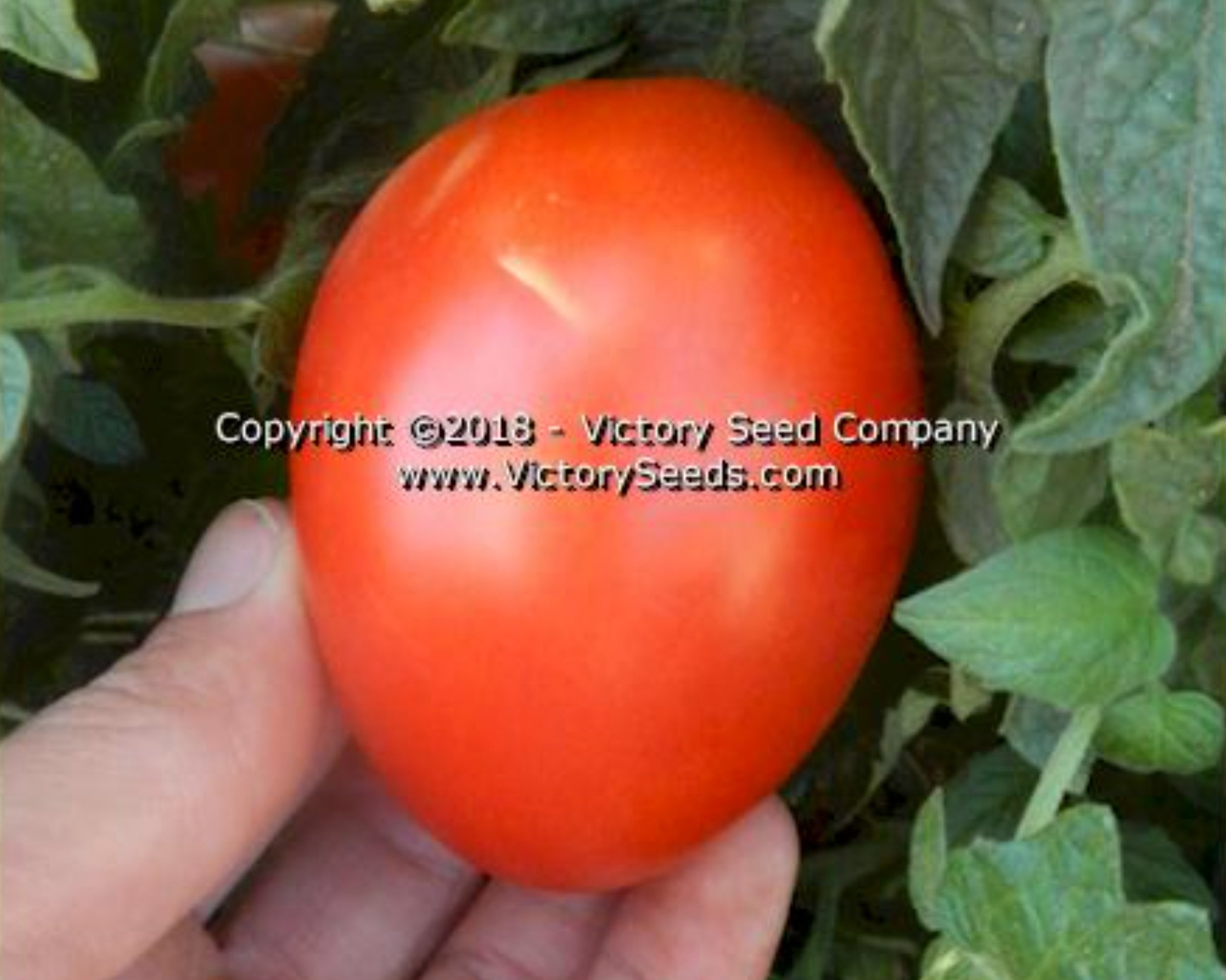 Tomato Seeds Variety list Rare Big Beefsteak Yellow Pink White Brandywine  Cherry