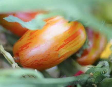 Stony Brook Speckled