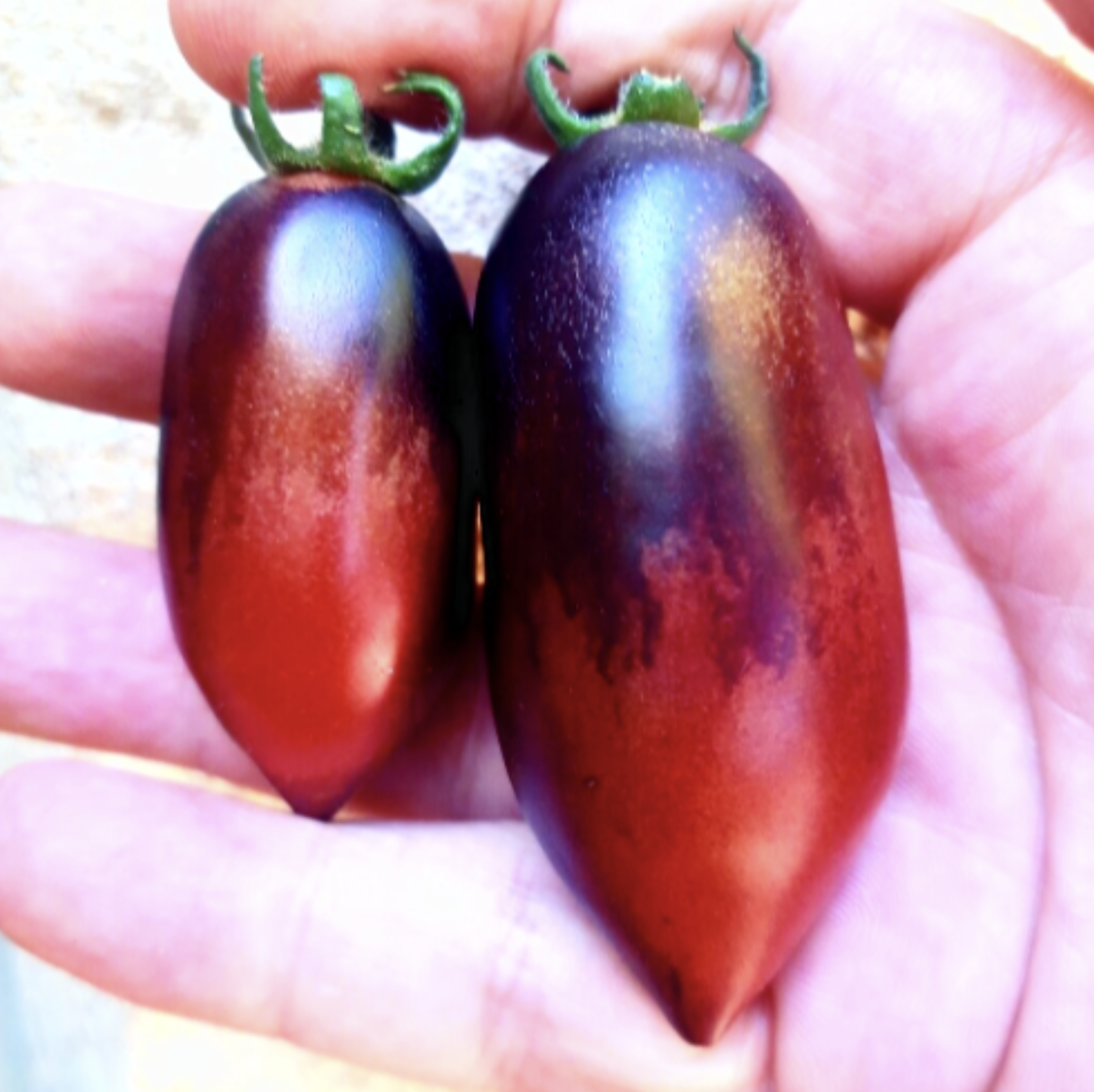 Mocha's Cherry Plum (Dwarf)