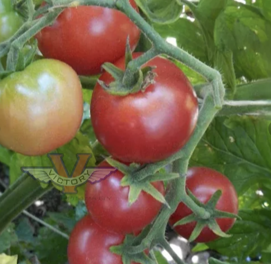 Johnson's Cherry (Dwarf)