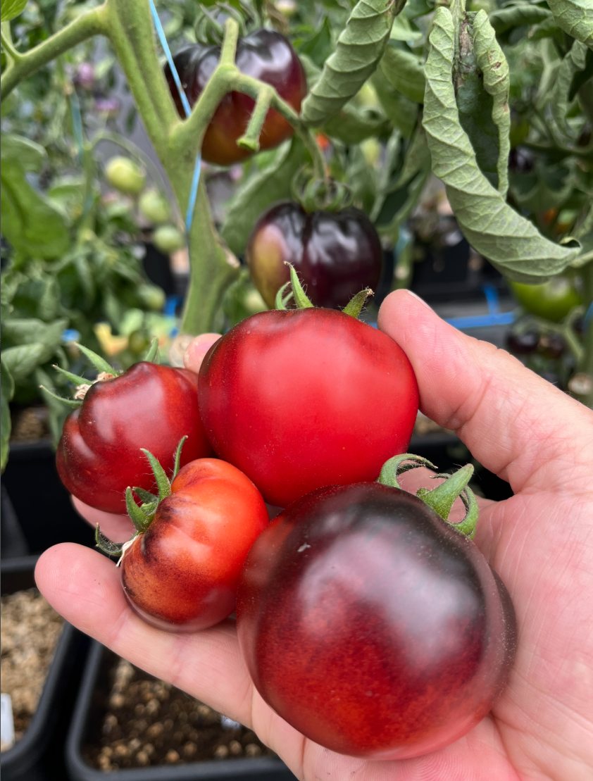 Screenshot 2025-10-27 at 1.51.39 PM.png