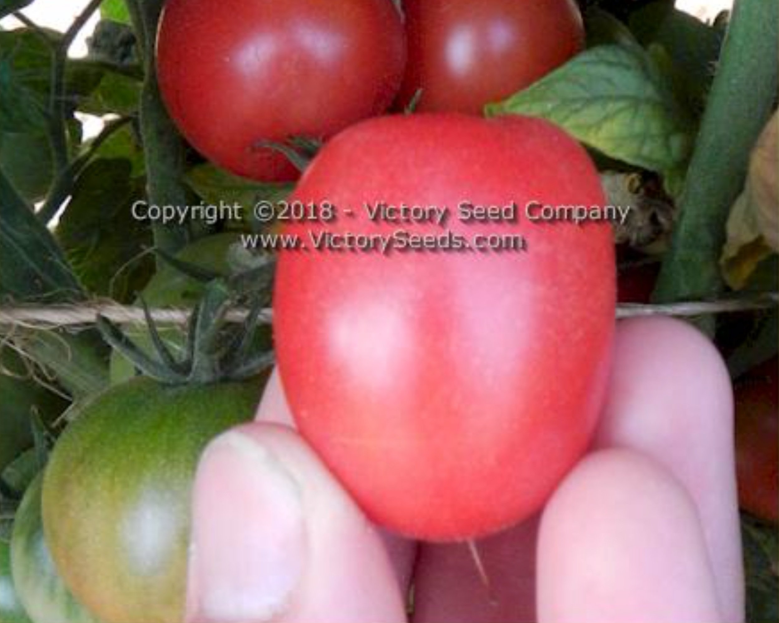 Midnight Sun Tomato - Artisan Seeds