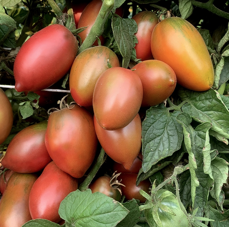 New for 2026 — Chicago Tomato Man