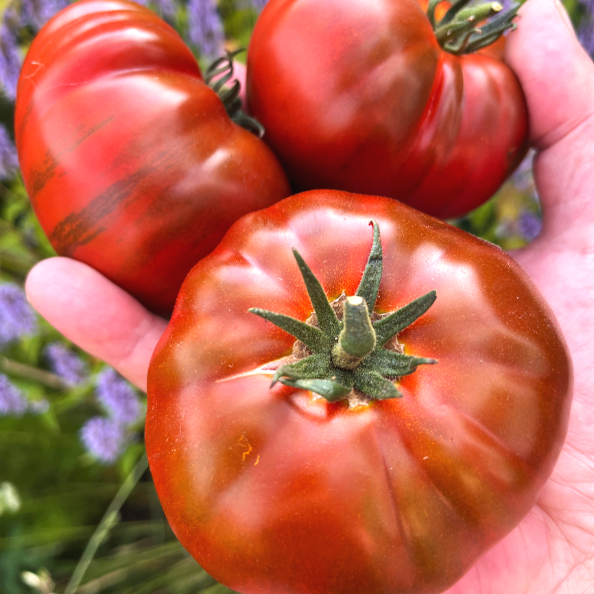New for 2026 — Chicago Tomato Man
