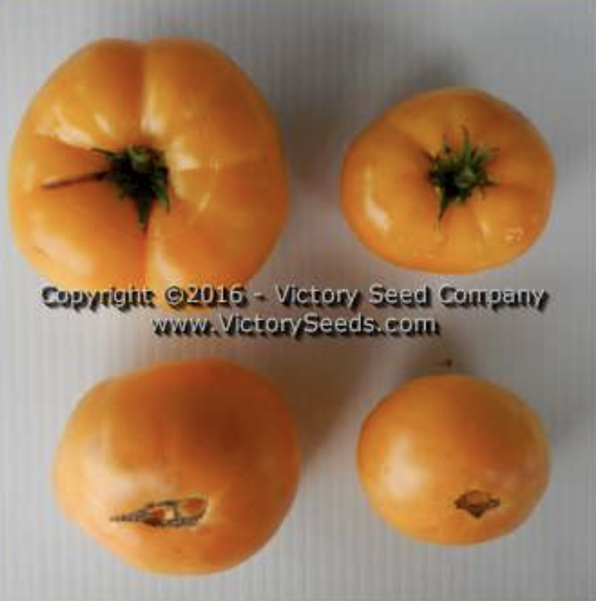 Orange Cream, #12.png