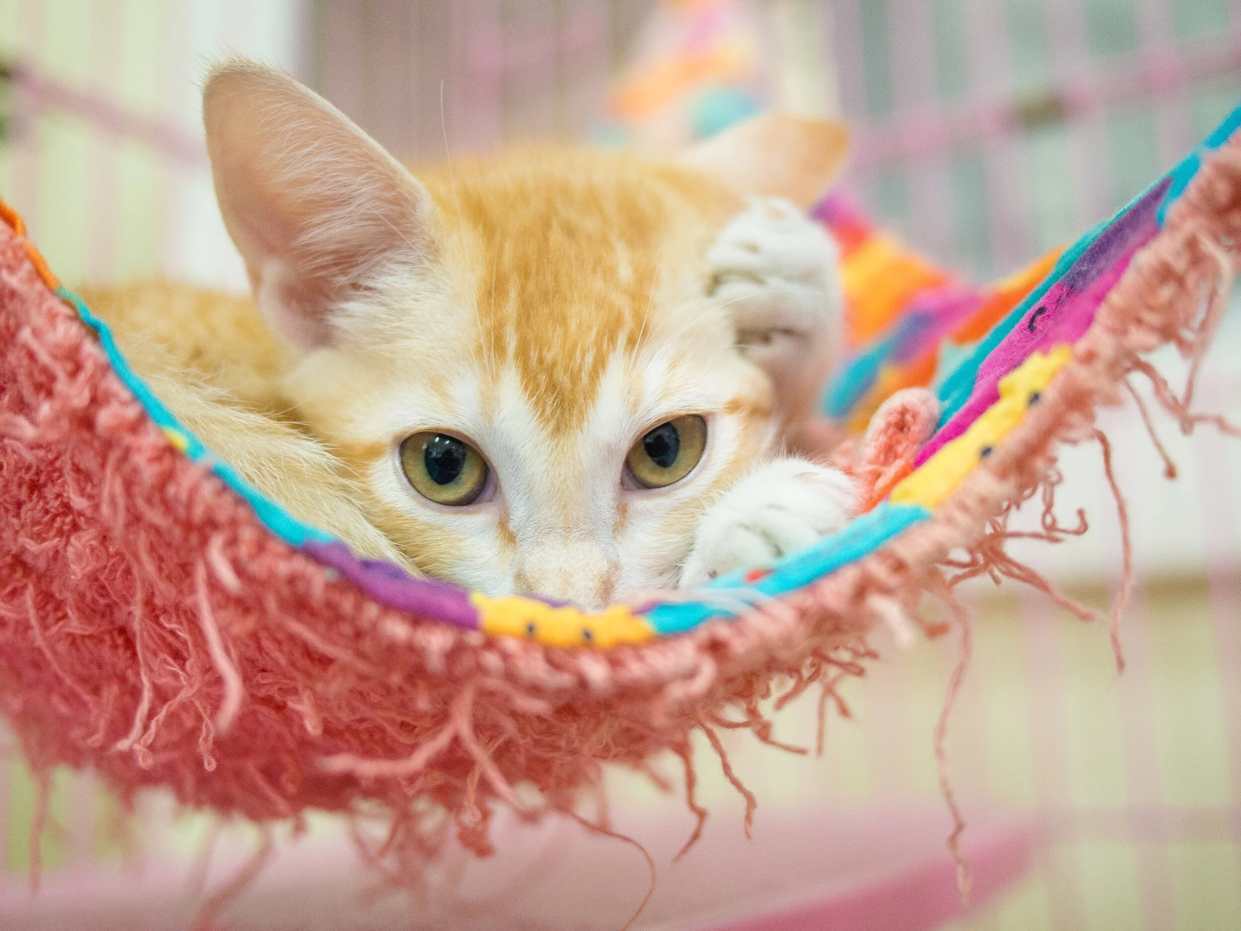 Animal Shelter Volunteer