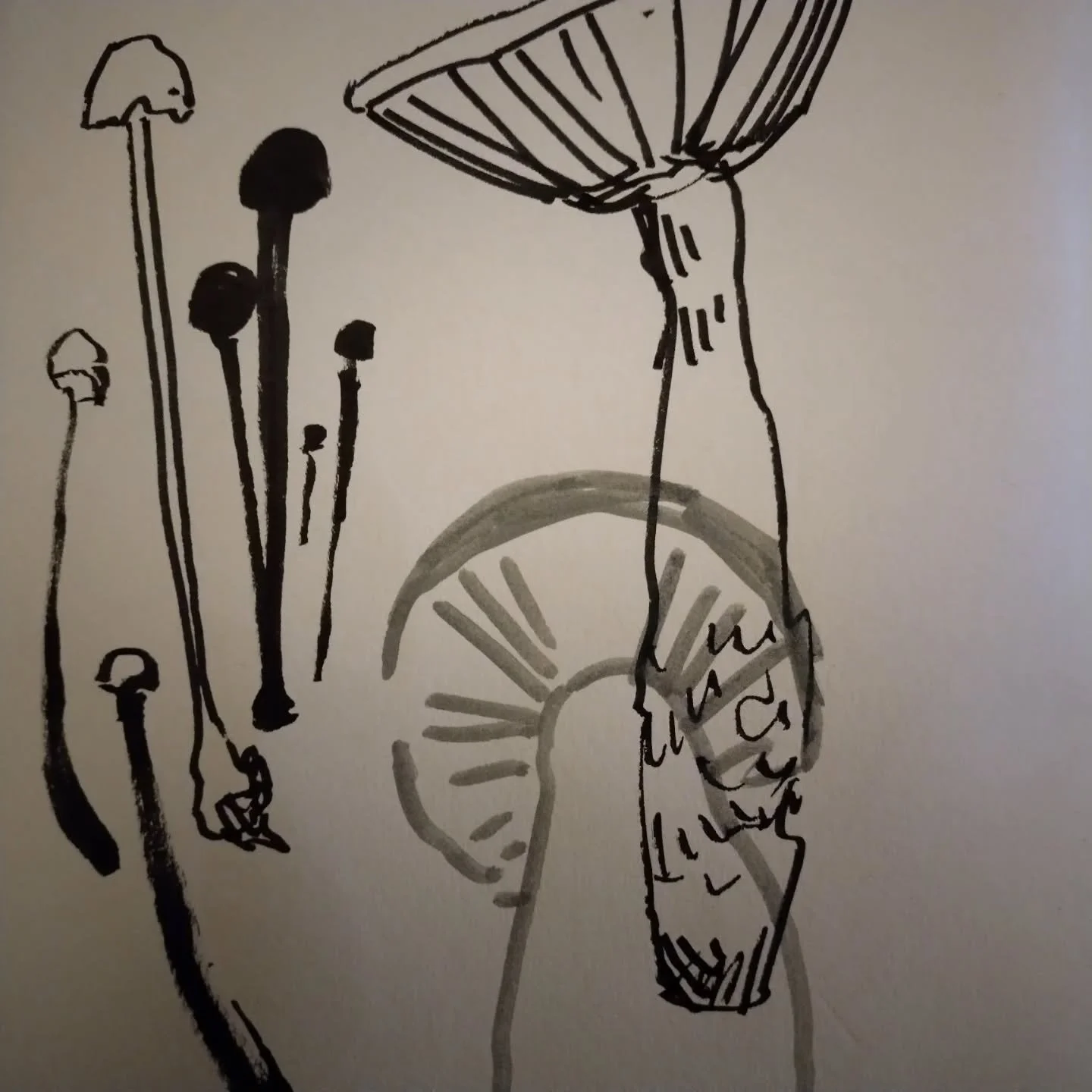 Some ad-hoc drawings from mushroom foraging with @mynameguy1 

Many mushrooms found and consumed. 

#mushroom #mushroomforaging #illustration
