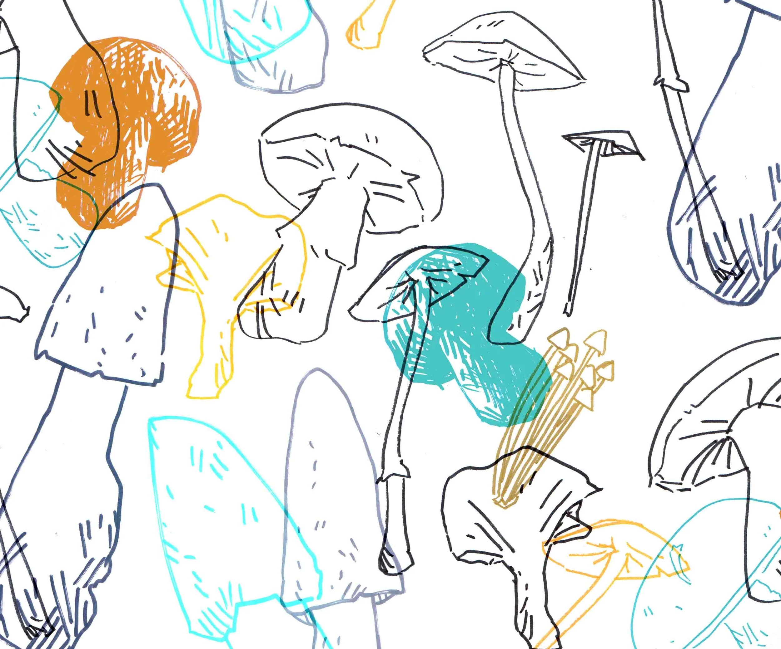 2025 mushroom copy 2.jpg