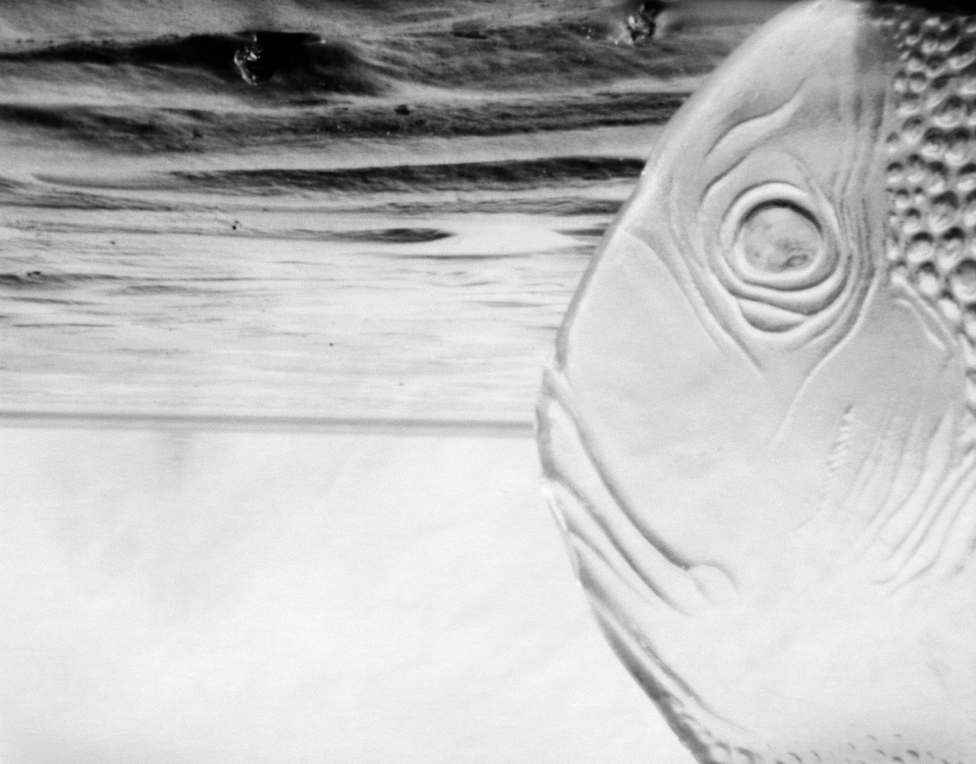 fishhead.jpg