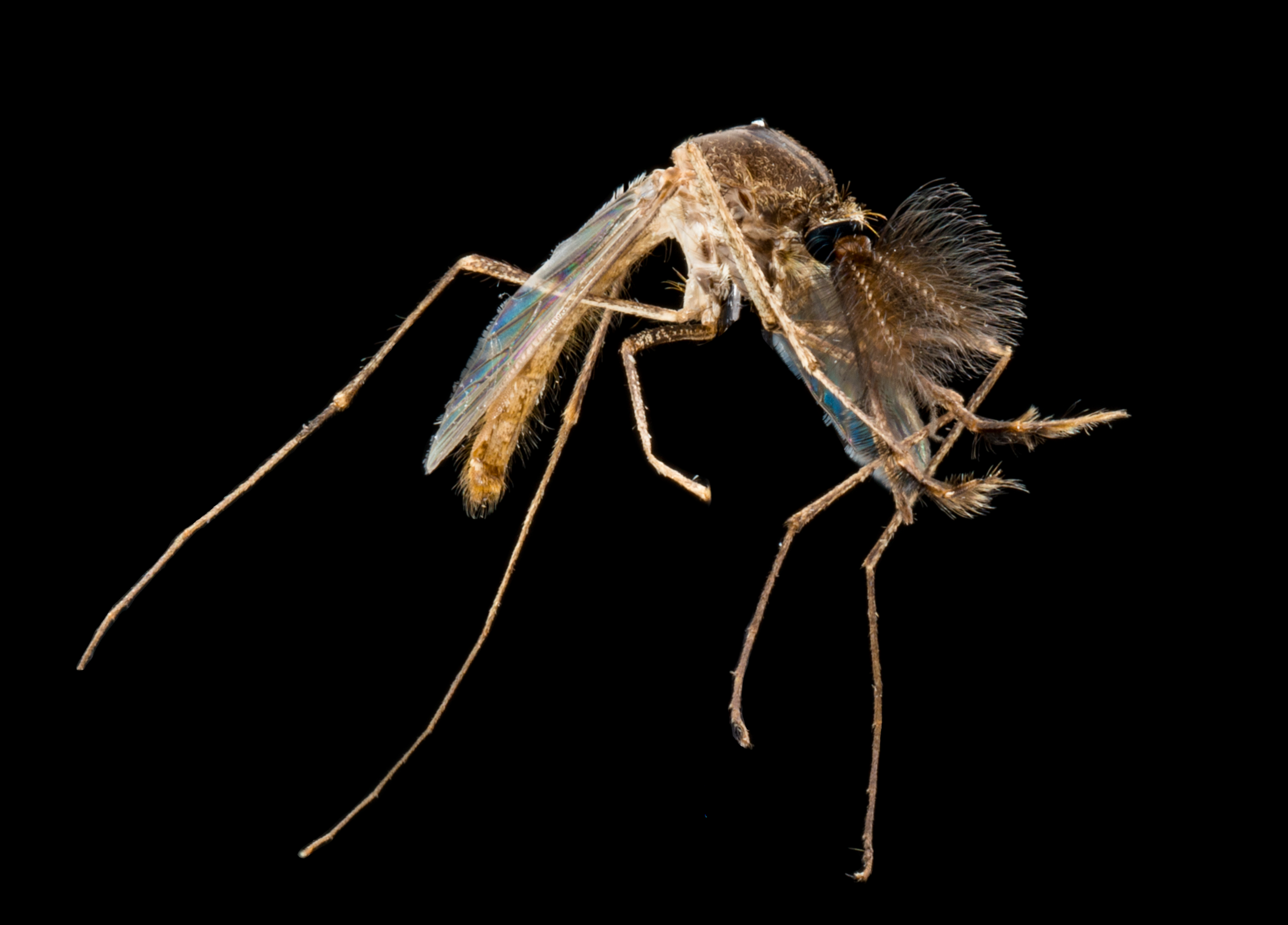 Mosquito Macro